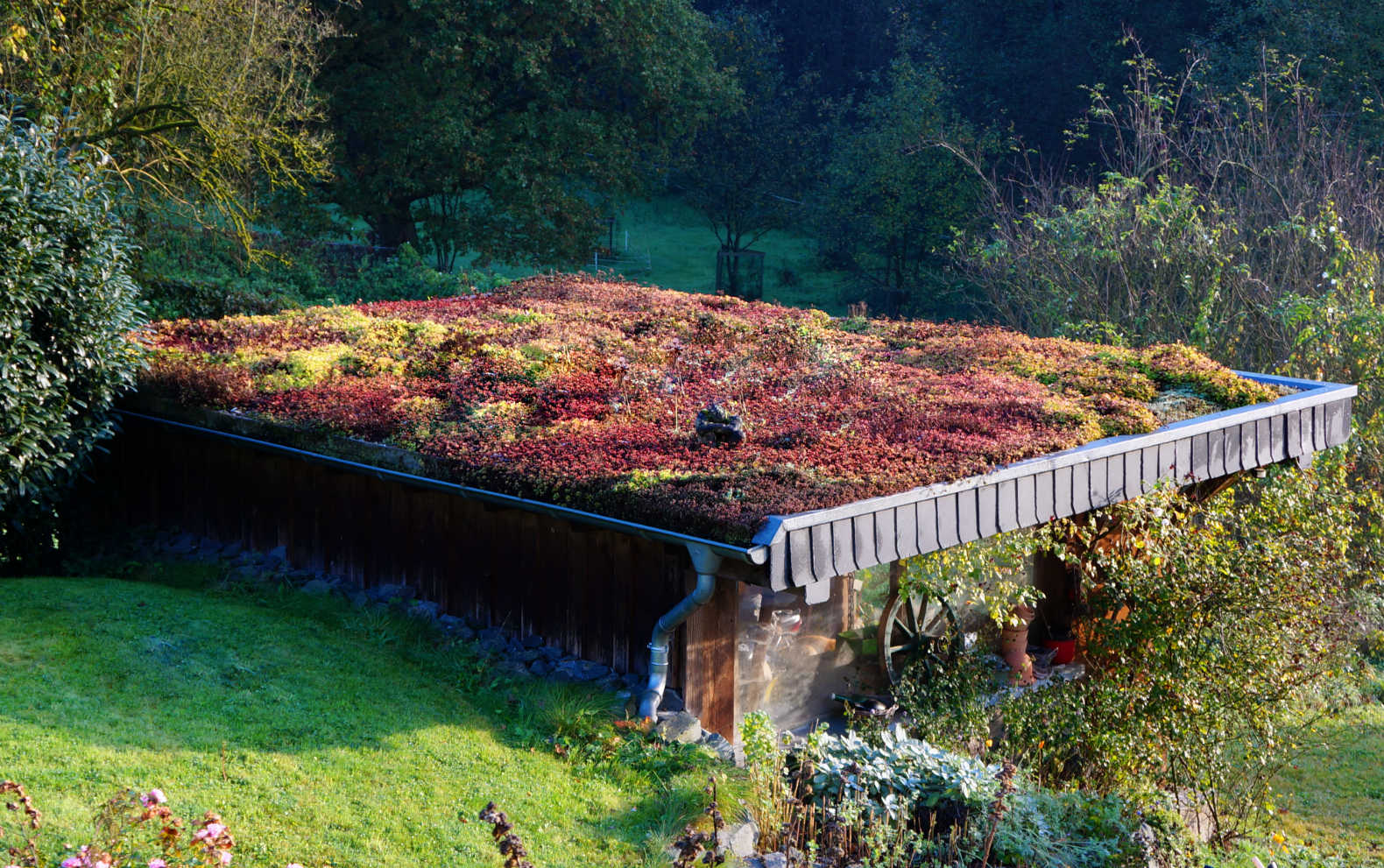 Gründach professionell von Dachdecker Kantelberg
